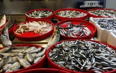 Trabzon’da Balık Fiyatları Rekor Kırıyor: Tezgahlardaki Durum