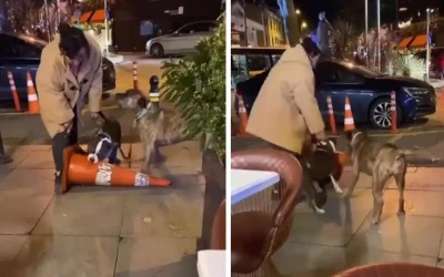 Dubaya zarar veren pitbullun sahibine ağır ceza verildi