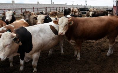 2025 Kurbanlık Fiyatları Belli Olmaya Başladı: Büyükbaş ve Küçükbaş Kurbanlıklar Ne Kadar?
