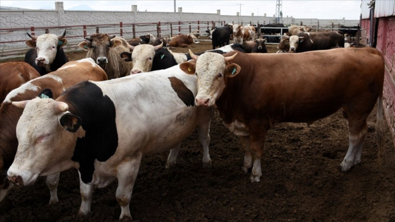 2025 Kurbanlık Fiyatları Belli Olmaya Başladı Büyükbaş ve Küçükbaş Kurbanlıklar Ne Kadar