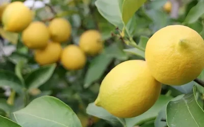Limon İhracatına Kısıtlama Son Buldu