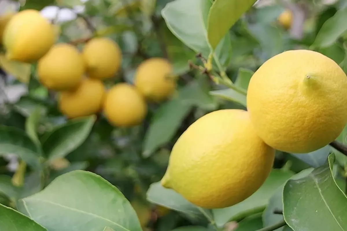 limon-ihracatindaki-kisitlama-kaldirildi-18498843_7113_amp.jpg