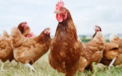 Tavuk devine kesilen ceza miktarı Türkiye’de tartışma konusu oldu