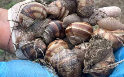 Toprak yumuşadı, dolması yapılıyor! Günlük 2 bin lira kazananlar var
