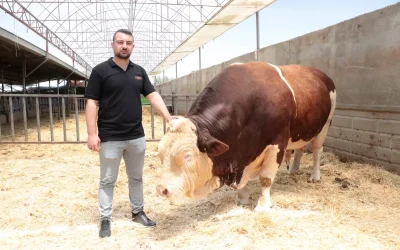Fazla Tondan Fazla! Danasına İstediği Fiyatı Veriyor