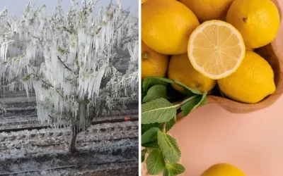 Zira don felaketiyle birlikte limon fiyatları arttı