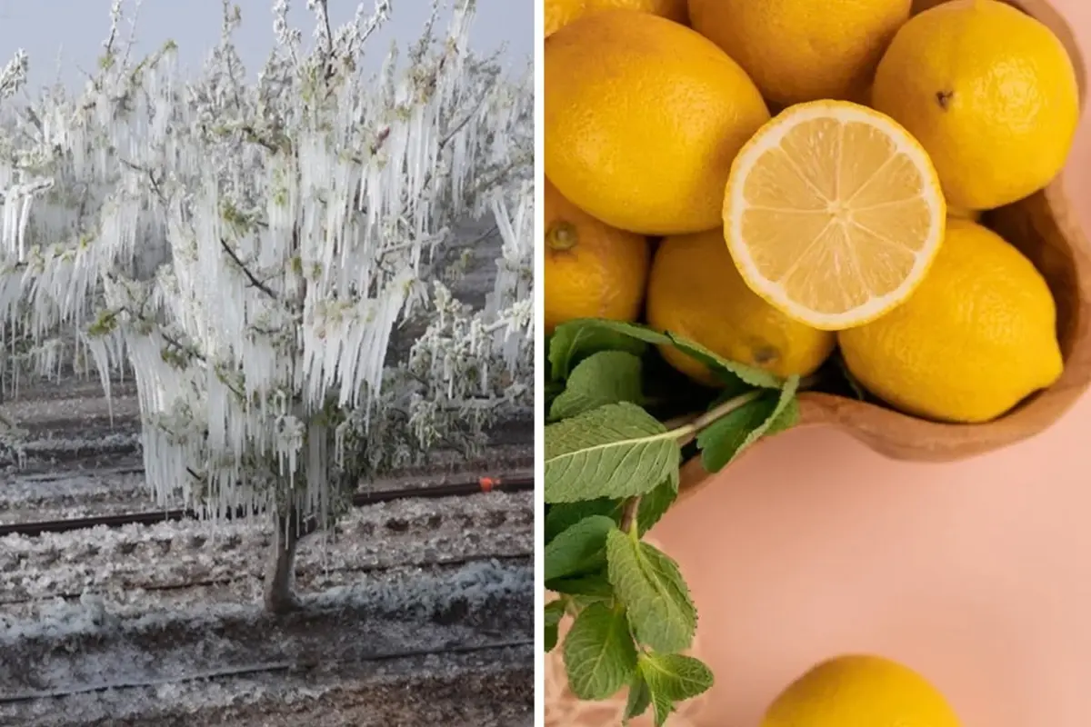 don-felaketi-limon-fiyatlarini-60-liraya-cikardi-18583570_6698_amp.jpg