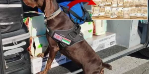 Tıra saklanan 15 milyon lira dedektör köpek tarafından bulundu
