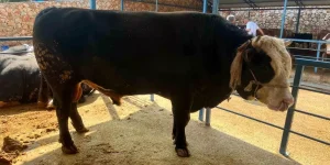 1 ton 300 kiloluk tosunun satışı 430 Bin TL’ye gerçekleşti