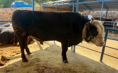 1 ton 300 kiloluk tosunun satışı 430 Bin TL’ye gerçekleşti