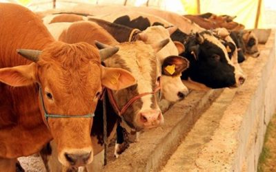 DİKKAT!  Belirlenen Alanlar Dışında Kesim Yapanlara Ceza