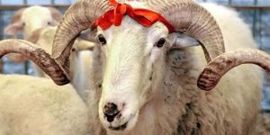 Kurban Keserken Bu Hatalara Düşmeyin! Cezası Binlerce Lira