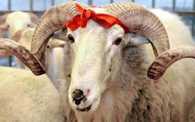 Kurban Keserken Bu Hatalara Düşmeyin! Cezası Binlerce Lira
