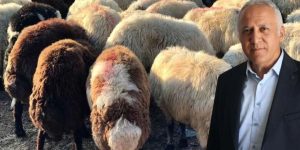 Kurbanlık Alacaklar Dikkat! Ayıplı Hayvan İçin Tazminat Hakkınız Var