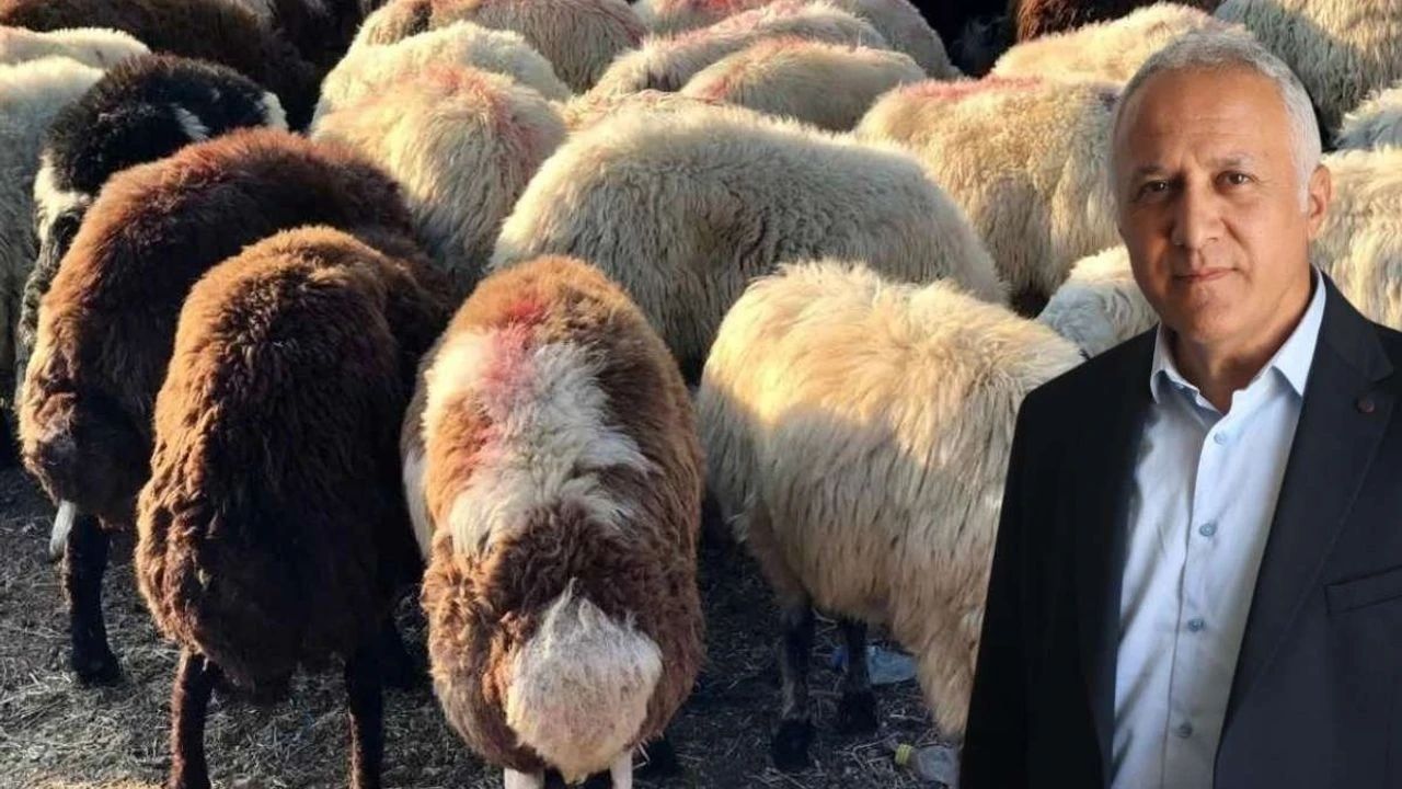 Kurbanlık Alacaklar Dikkat! Ayıplı Hayvan İçin Tazminat Hakkınız Var