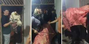 Deve kostümlü bayram geleneği: Kapı kapı para topluyorlar.