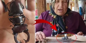 560 bin TL cezasıyla böceği öldürmek suç!