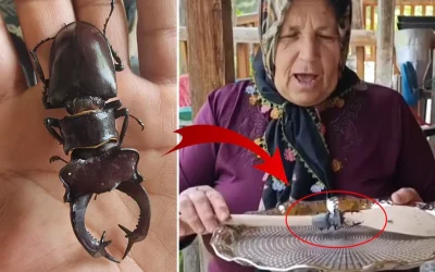 560 bin TL cezasıyla böceği öldürmek suç!