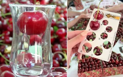 Dev kiraz hasadı başladı: Piyasa değeri 500 TL!