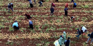 Hasat başladı, aylık gelirler 100 bin lirayı aştı