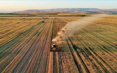 Çiftçilere Sertifikalı Tohum Desteği: Başvurular 31 Temmuz’a Kadar