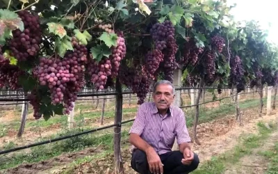 Sarıgöl Ziraat Odası TARİŞ’in Kuru Üzüm Fiyatını Eleştiriyor