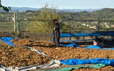 Fındık Fiyatları Yükseliyor: 300 TL’ye Ulaşabilir