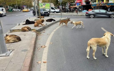 Bayraklı’da Sağlıksız Köpek Bakımına Yüksek Cezai İşlem