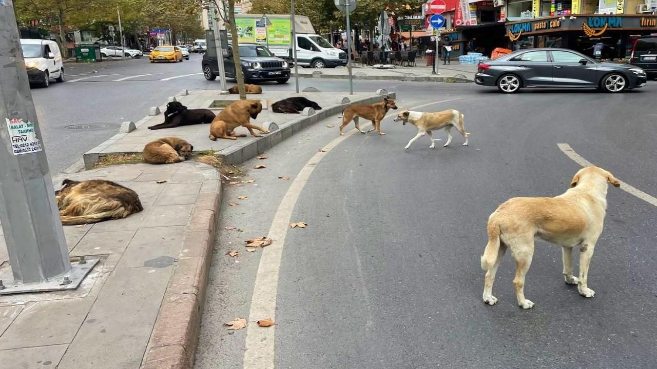 Bayraklı'da Sağlıksız Köpek Bakımına Yüksek Cezai İşlem