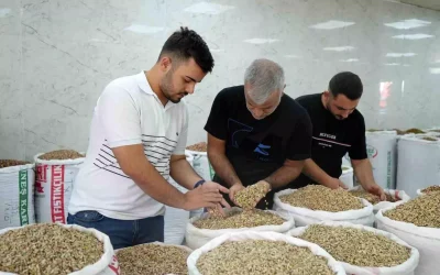 Antep fıstığı ithalat izniyle fiyatlar ve satışlar düştü