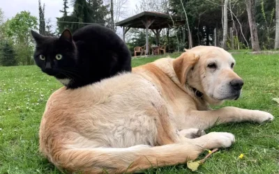 Düzce’den 780,85 Ton Kedi ve Köpek Maması İhracatı yapıldı