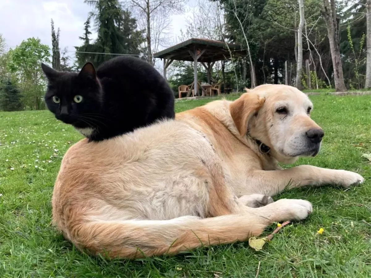 duzce-den-800-tona-yakin-kedi-kopek-mamasi-ih-19071021_amp.jpg