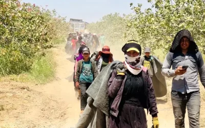Fıstık Üreticileri Baklavacılardan Fiyat Artışı Talep Etmiyor