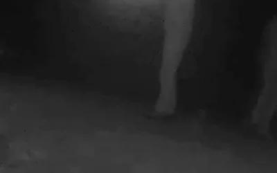 Bartın’da Kaçak Avcılara Ağır Cezalar Verildi