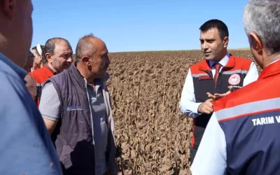 Tokat’ta 18,6 Ton Hibeli Ayçiçeği Tohumu Dağıtıldı ve Hasat Başladı