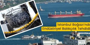 İstanbul Boğazı’nda Balıkçılıkla İlgili Yalanlar Ortaya Çıktı