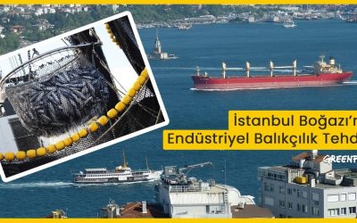 İstanbul Boğazı’nda Balıkçılıkla İlgili Yalanlar Ortaya Çıktı