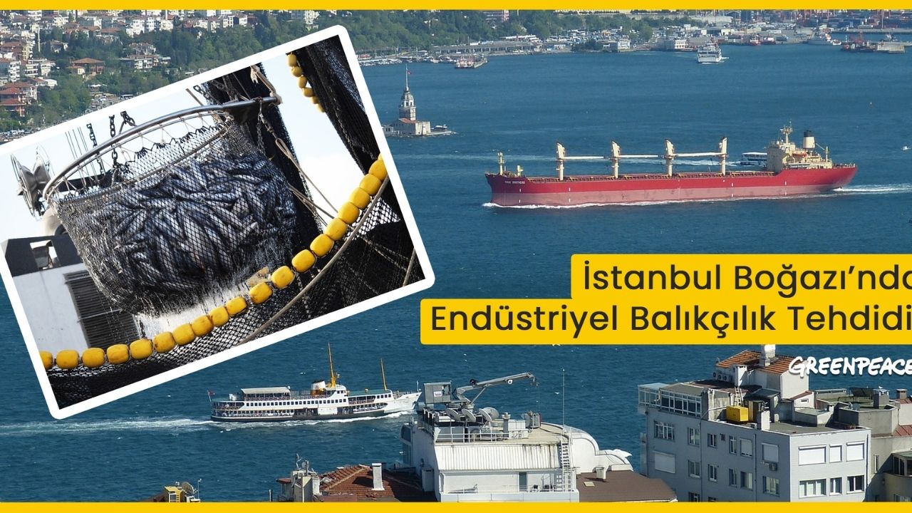 İstanbul Boğazı'nda Balıkçılıkla İlgili Yalanlar Ortaya Çıktı