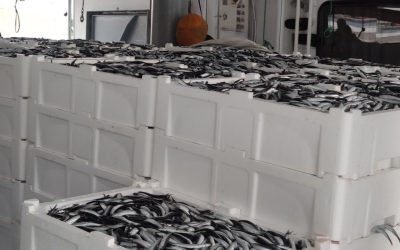 Kastamonu’da Görülmemiş Hamsi Avı: 440 Ton!