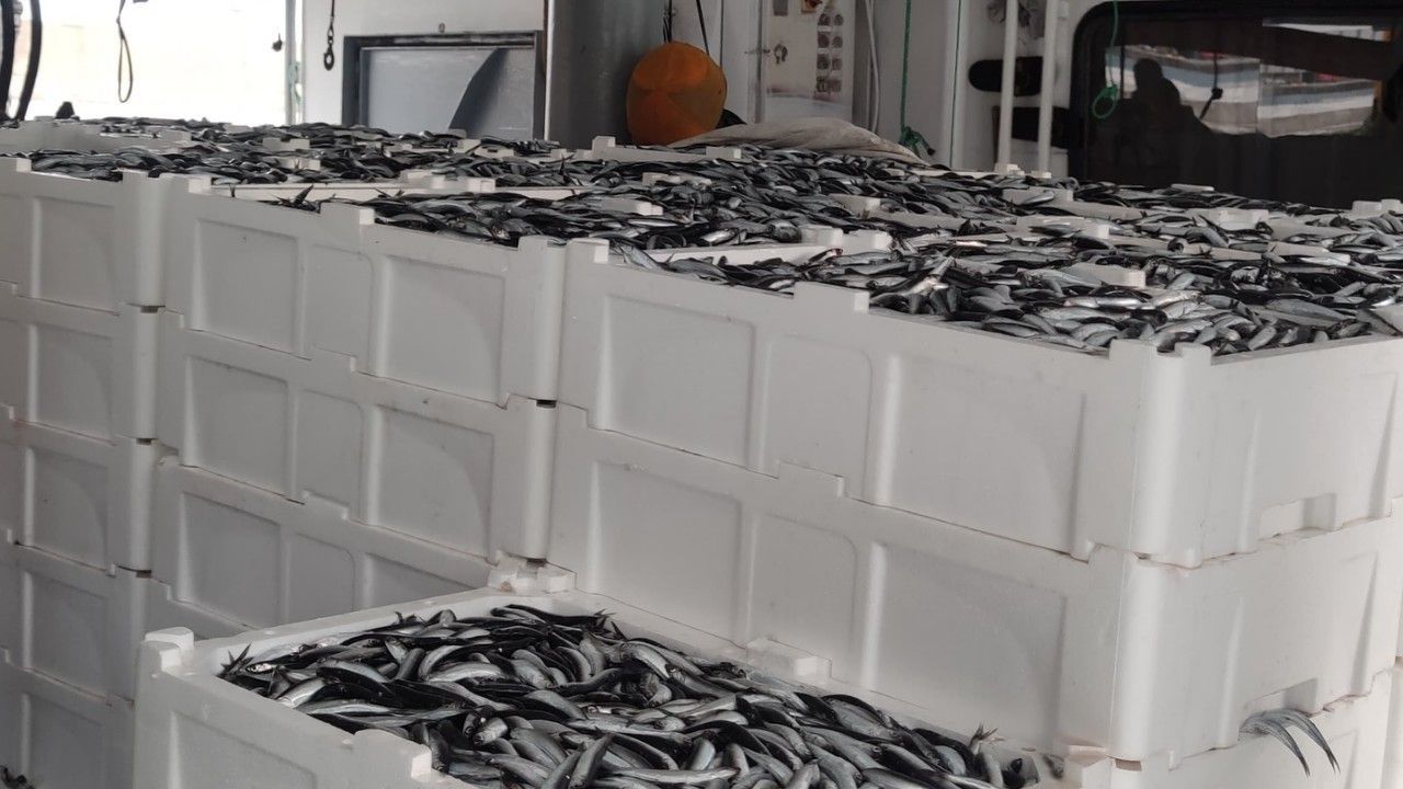 Kastamonu'da Görülmemiş Hamsi Avı 440 Ton!