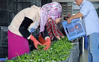 Antalya’da Eylül Ayı Domates ve Meyve Sebze Fiyatları Belli Oldu