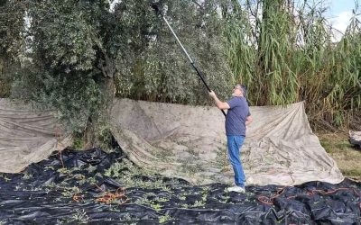 Aydın’da Zeytin Hasadı: Yağmur Umutları Yeşertti