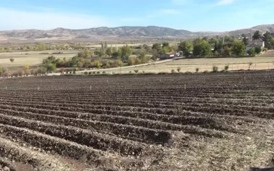 Dünyanın en değerlisi! 1 gramı 500 TL’ye alıcı buluyor