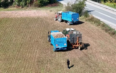 Erzincan’da Şeker Pancarı Hasadı Başladı, Çiftçiler Fiyatlardan Memnun Değil
