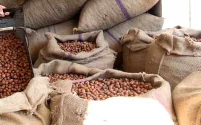 Avrupalı İthalatçılar ve Sanayiciler Fındık Fiyatlarında Düşüşü Kabul Etmedi