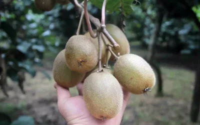 Ordu’da Kivi Üretimi Yarı Yarıya Azaldı, Fiyat Beklentisi 100 TL