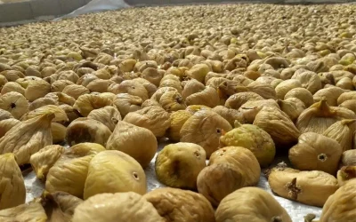 Kuru İncir Krizi: Üreticiler Stoklarda Kaldı