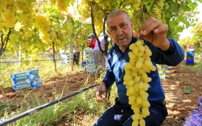 Sarıgöl’de yaş üzüm fiyatları düşüyor: Üreticiler zorlanıyor