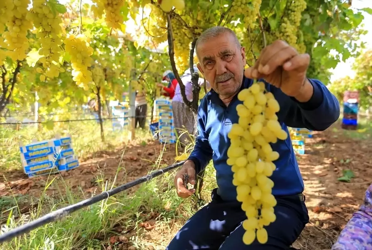 uzum-fiyatlarindaki-dusus-ureticileri-tedirgi-19198633_amp.jpg