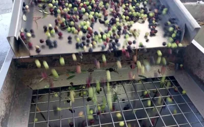 Mersin Mut’ta Zeytin Hasadı Başladı: 120 Bin Ton Rekolte Öngörülüyor
